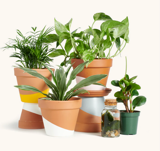 Horti Plant Subscription Box