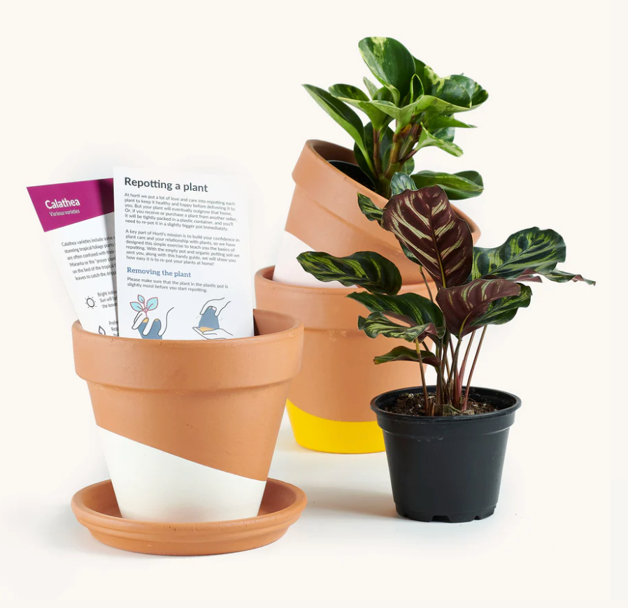 Horti Plant Subscription Box